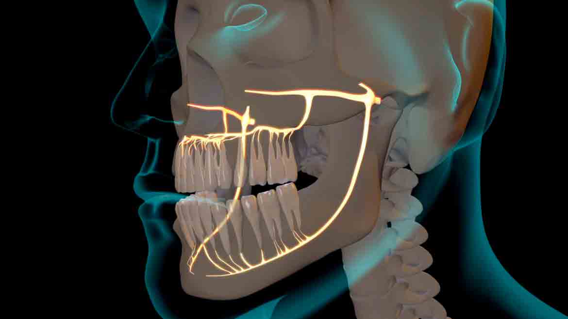 nervios-dentales-grupoaudiovisual-oclusion-dental-odontologica-odontologia-3d