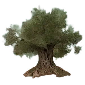 Edición de vídeo y Motion Graphics Campaña social Apadrina un Olivo GrupoAudiovisual