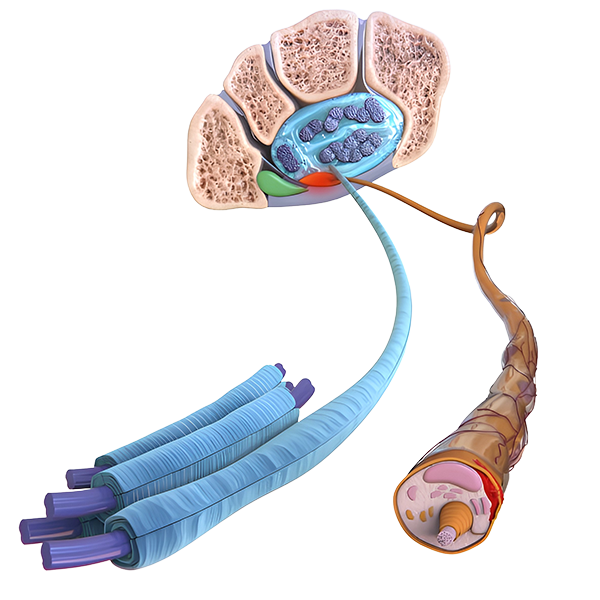 Animación 3D Médica sobre Radiculopatías y Síndromes Canaliculares
